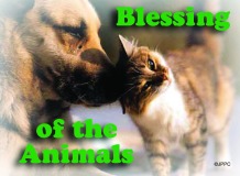 Blessing of the Animals_0007
